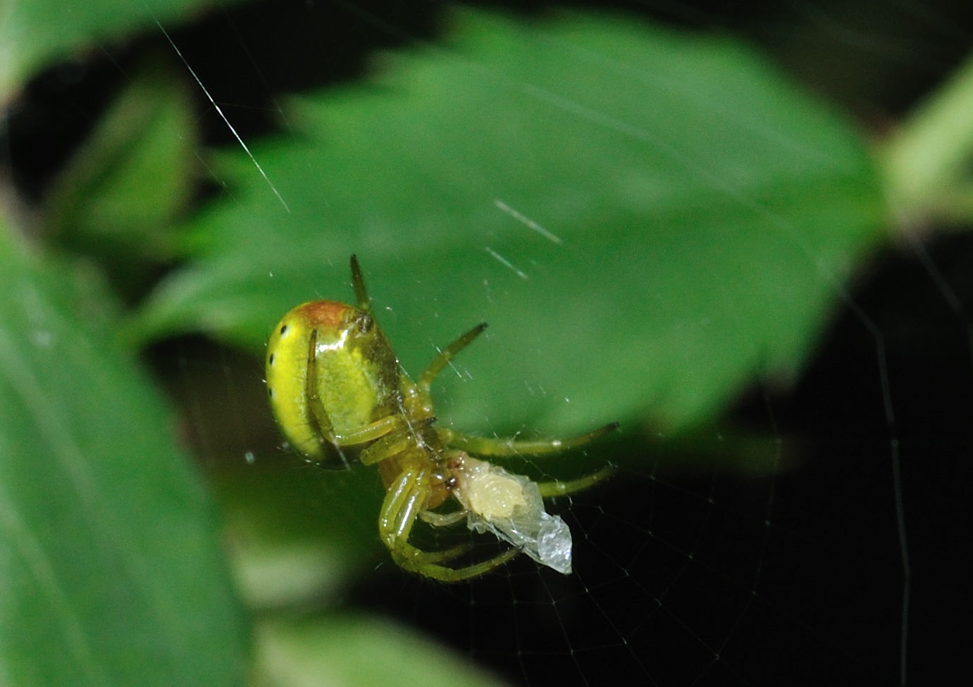 Araniella sp.